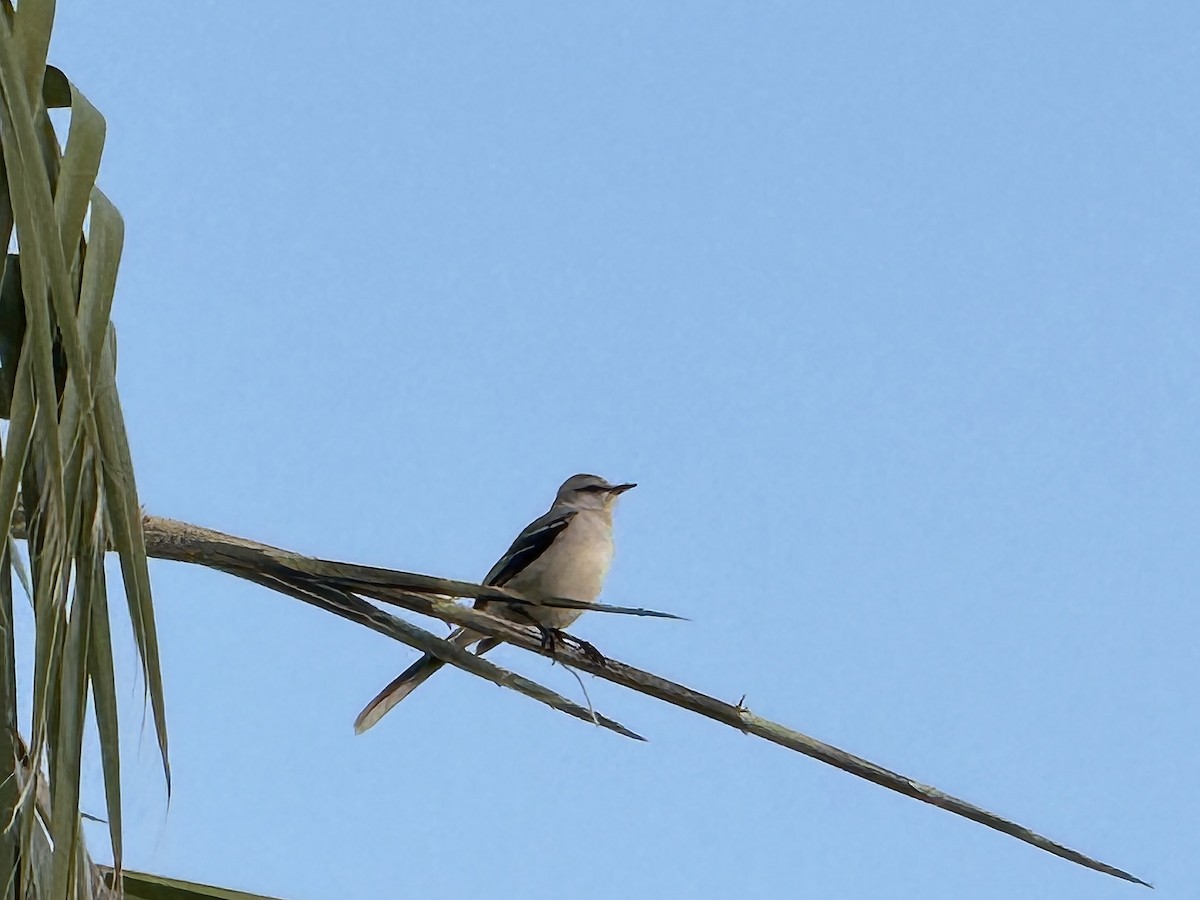 Tropikal Taklitçi - ML645876485