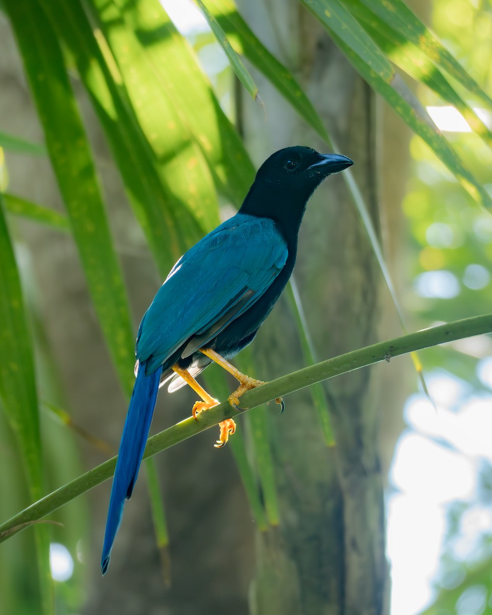 Yucatan Jay - ML645876487