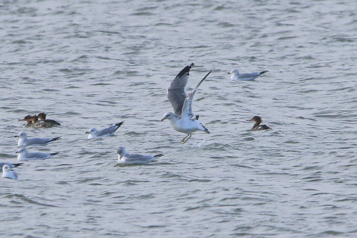 California Gull - ML645876488
