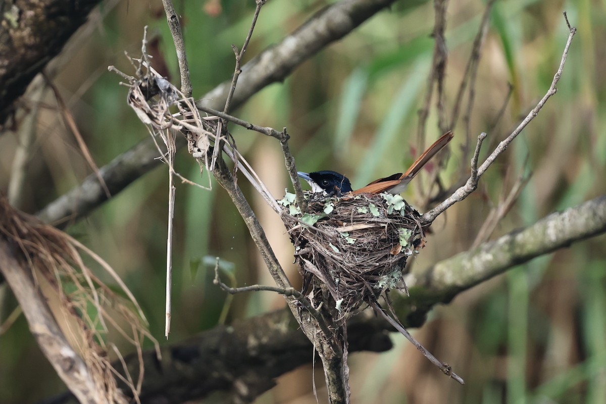 Shining Flycatcher - ML645876489