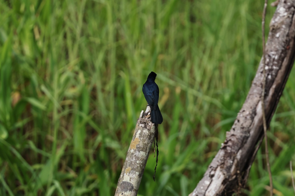 Shining Flycatcher - ML645876491