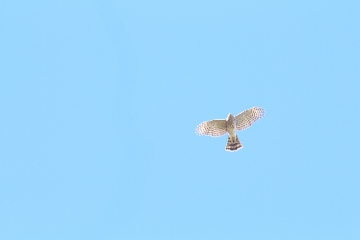 Sharp-shinned Hawk - ML645876494