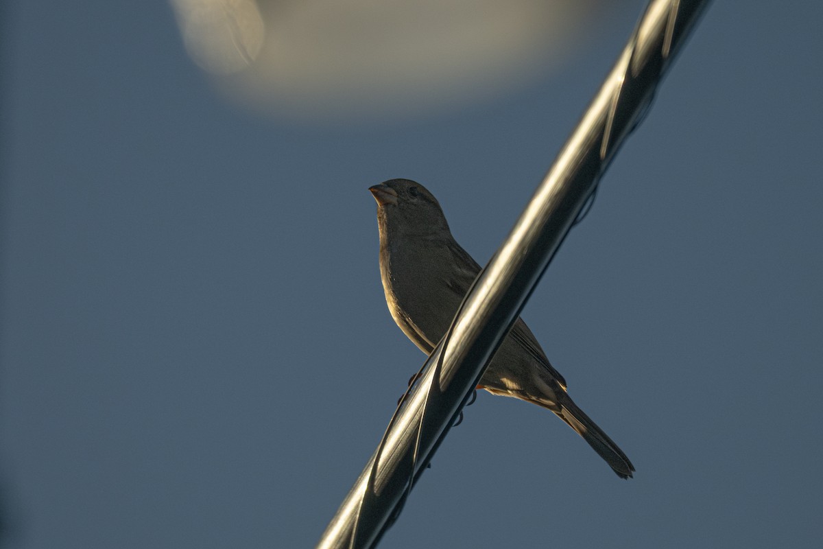 House Sparrow - ML645876495
