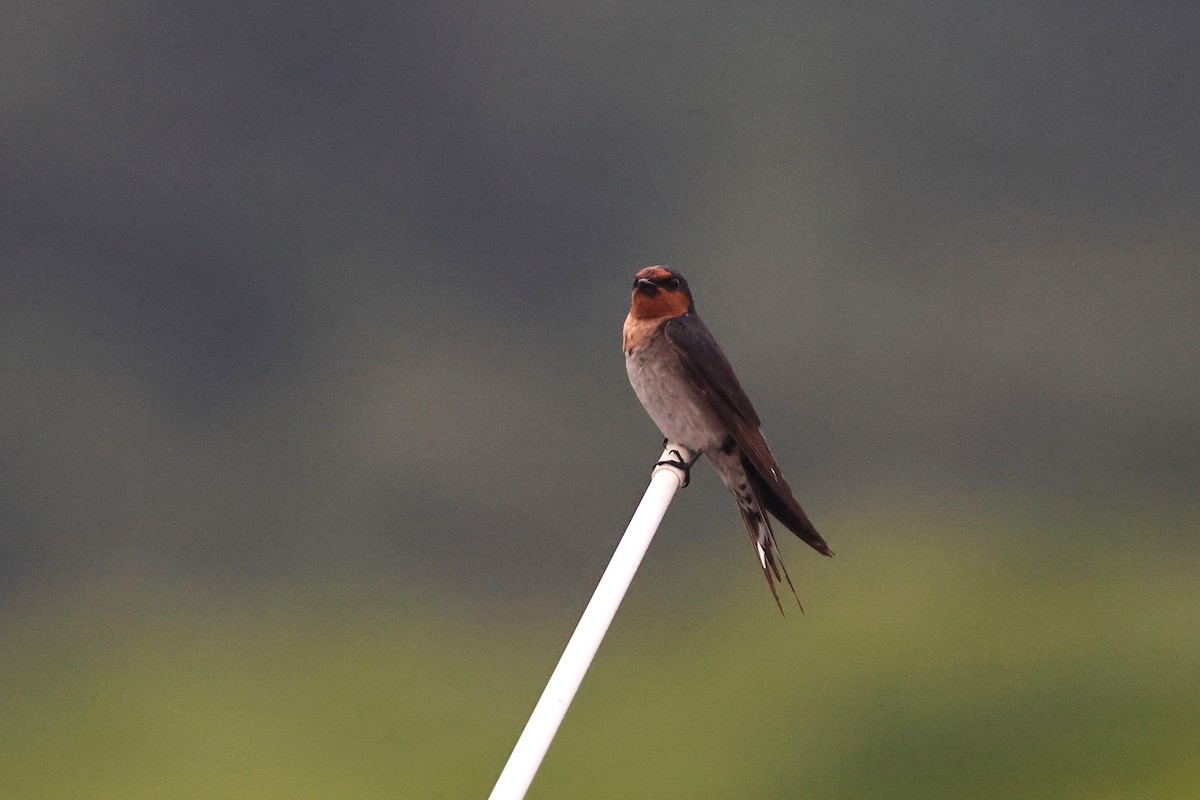 Welcome Swallow - ML645876496