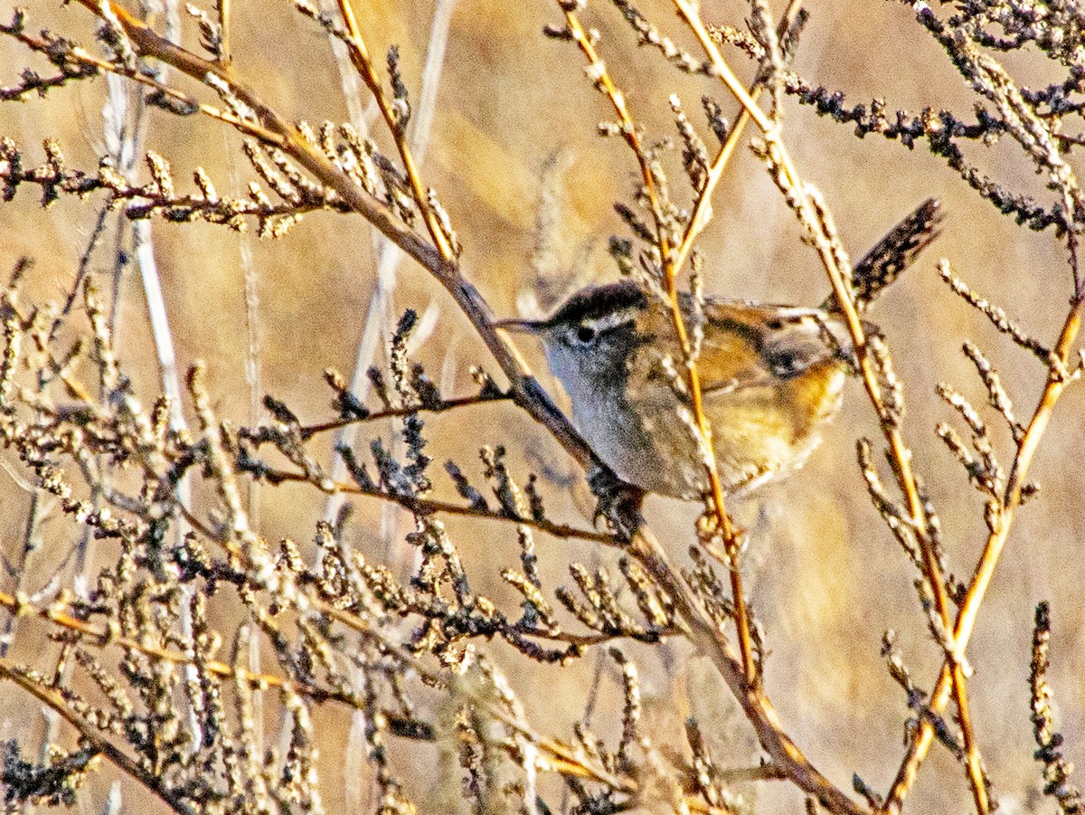 Marsh Wren - ML645876497