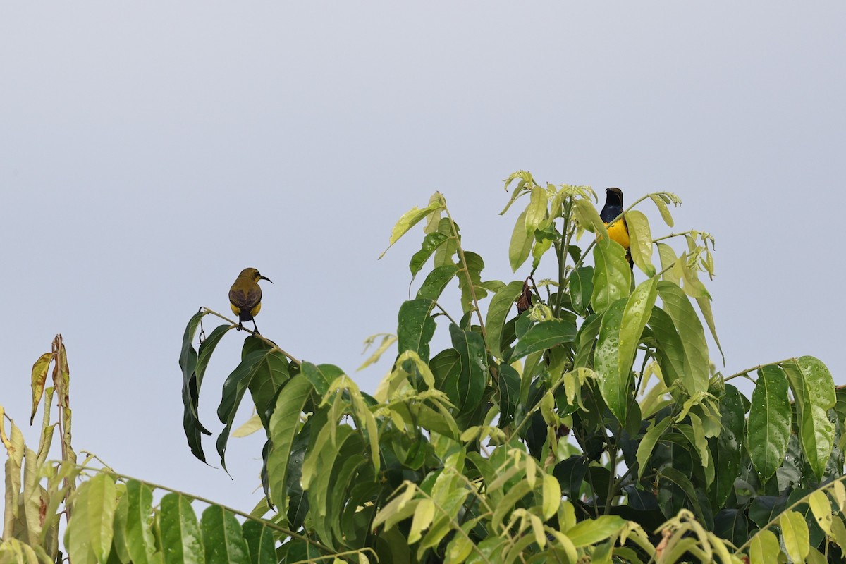 passerine sp. - ML645876498