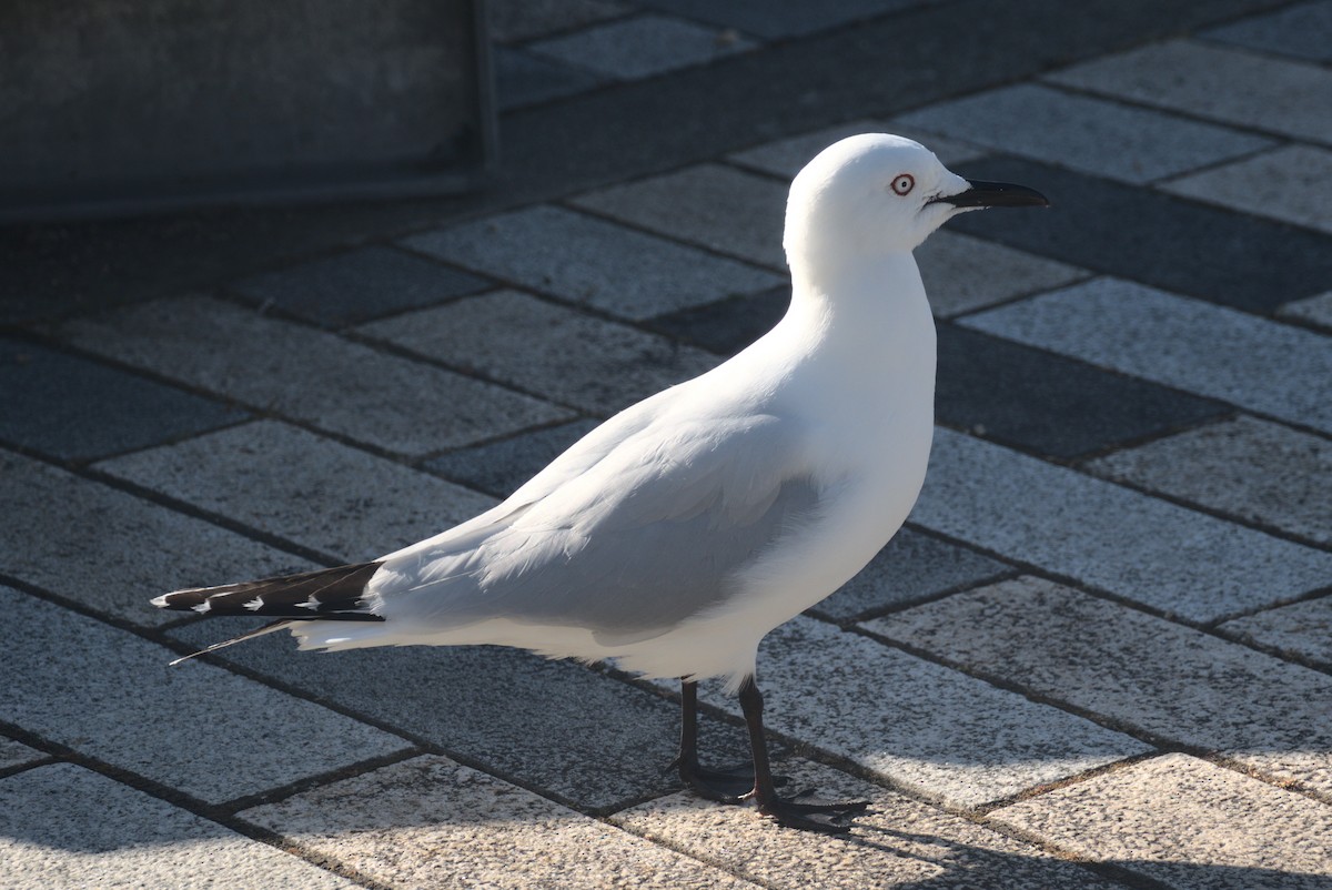 Black-billed Gull - ML645876499
