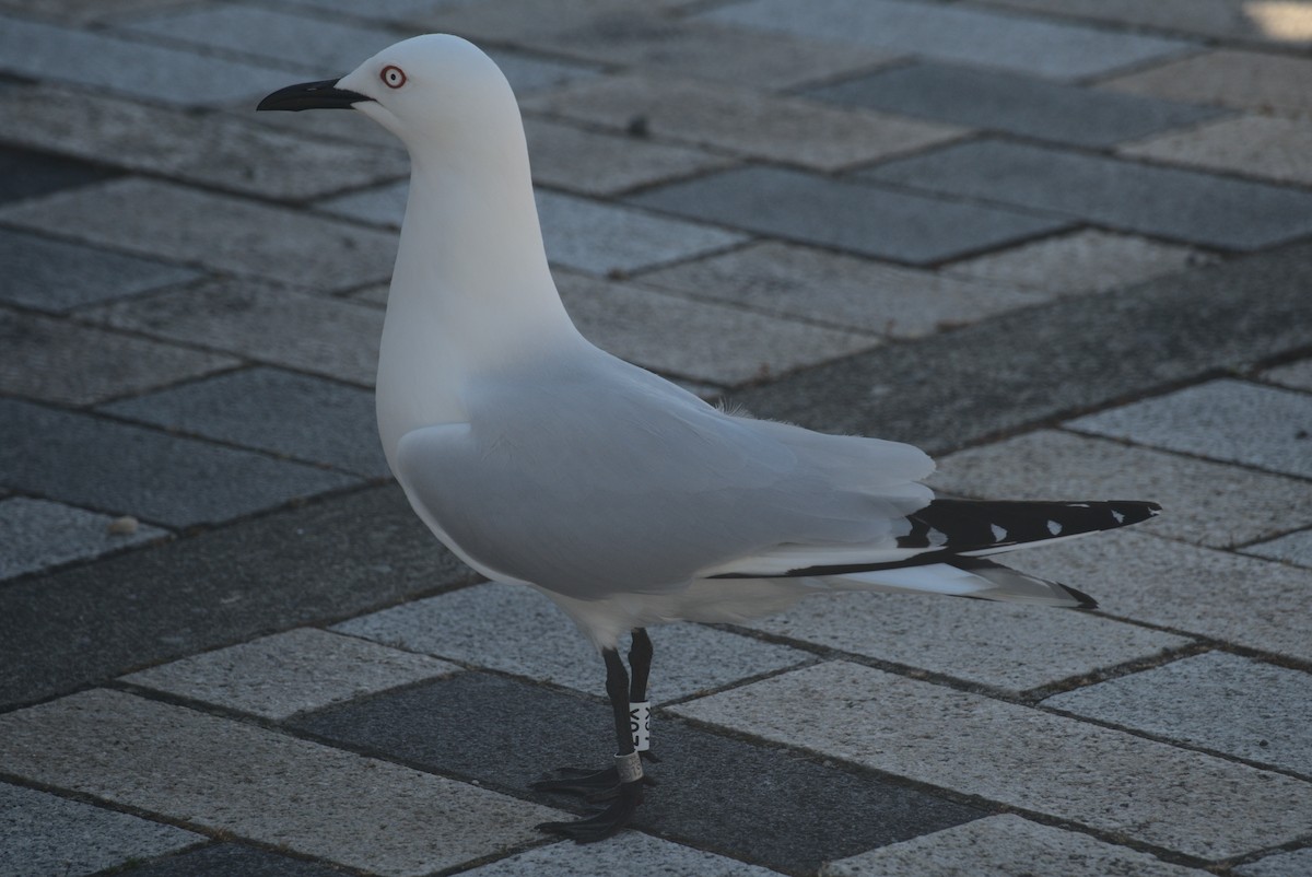 Black-billed Gull - ML645876500