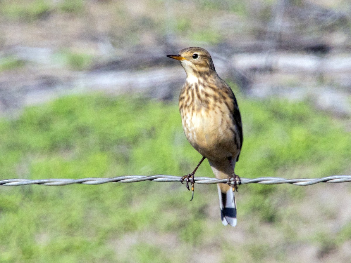 American Pipit - ML645876501