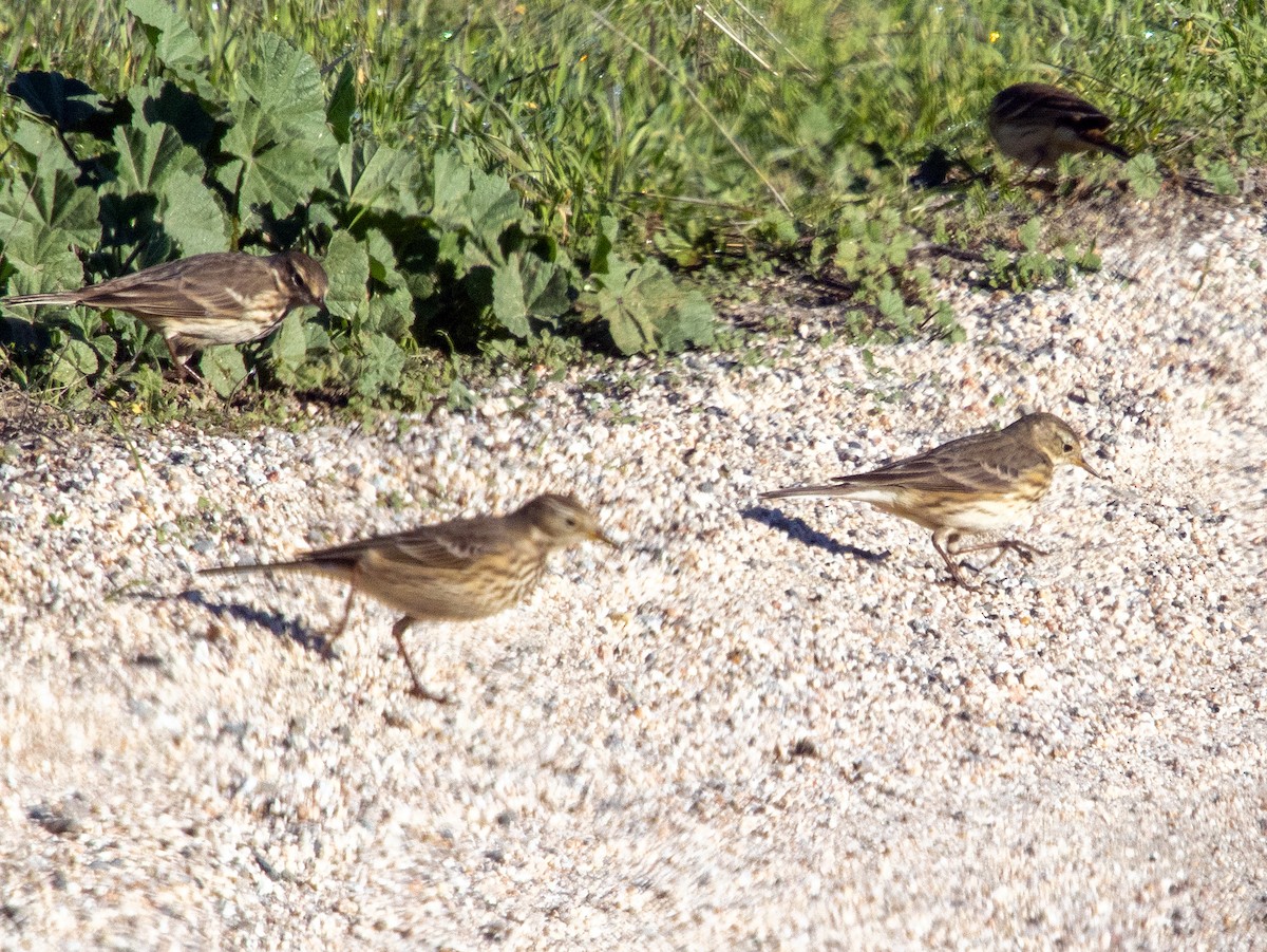 American Pipit - ML645876502