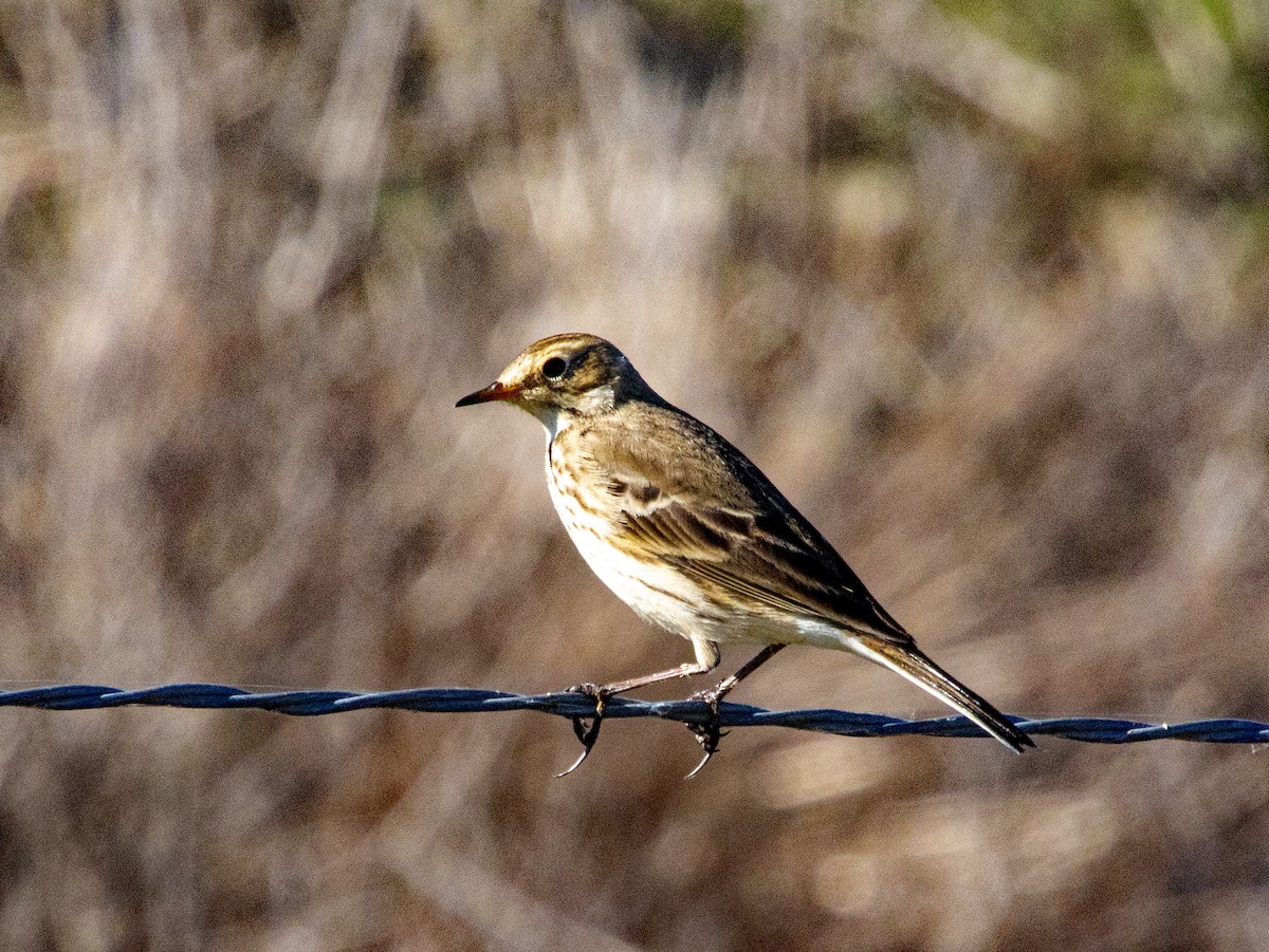 American Pipit - ML645876503
