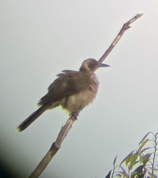 Buru Oriole - ML645876504