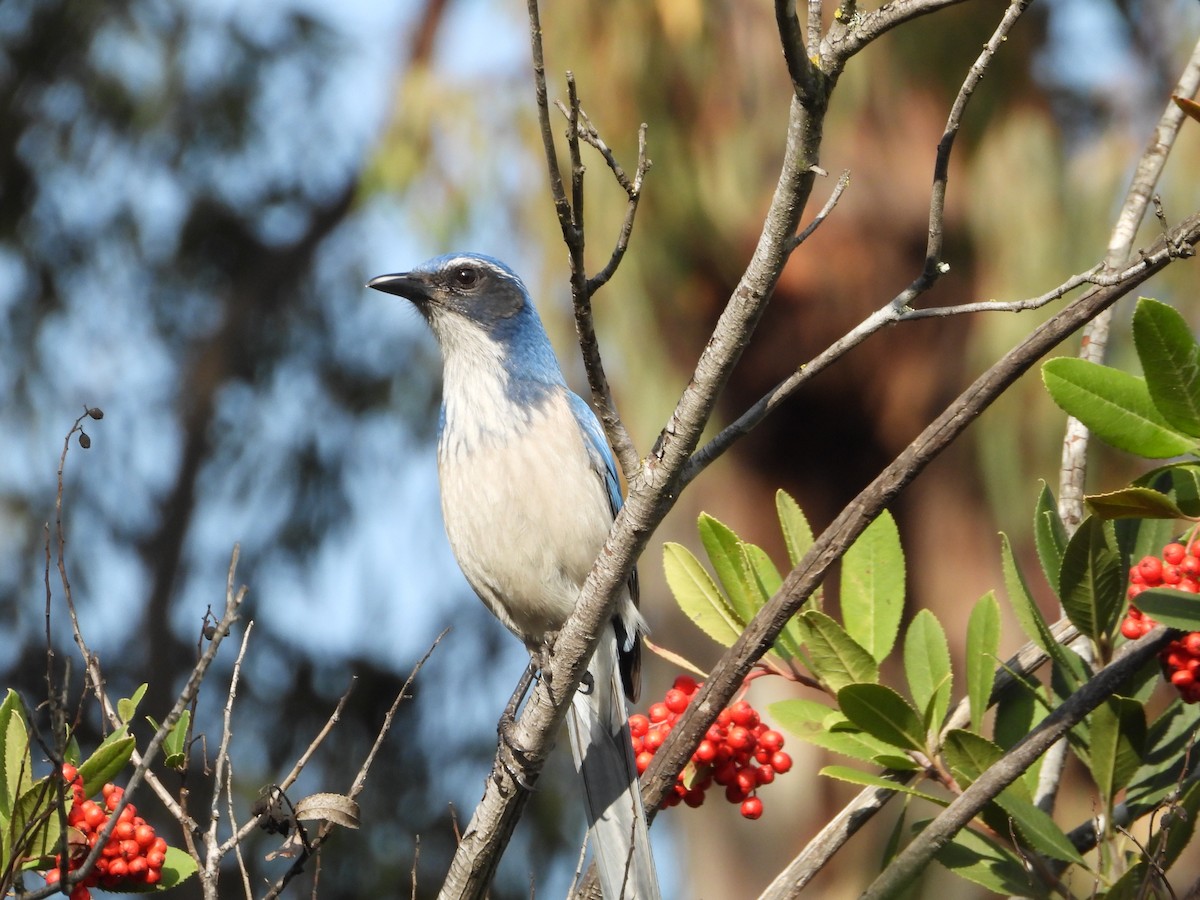 California Scrub-Jay - ML645876505
