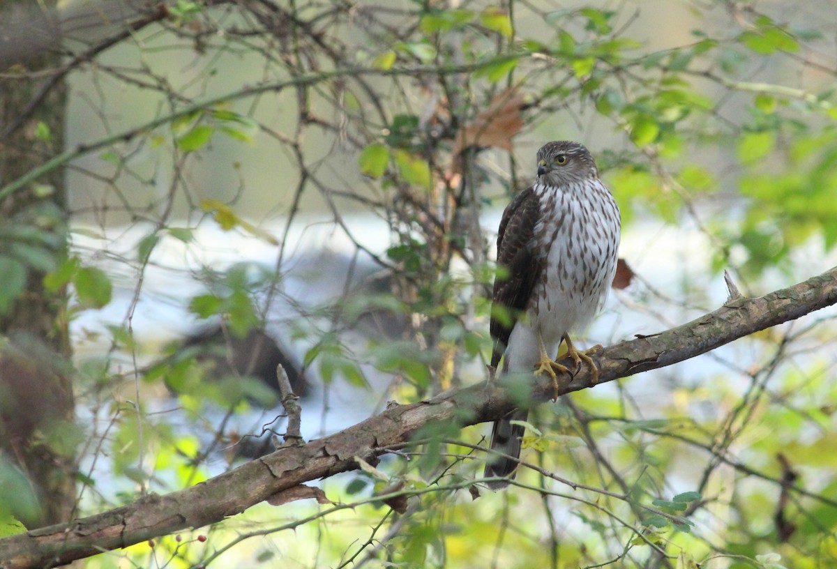 Cooper's Hawk - ML645876507