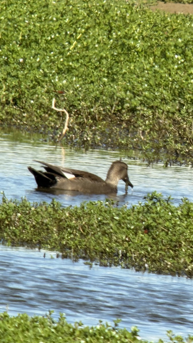 kopřivka obecná - ML645876508