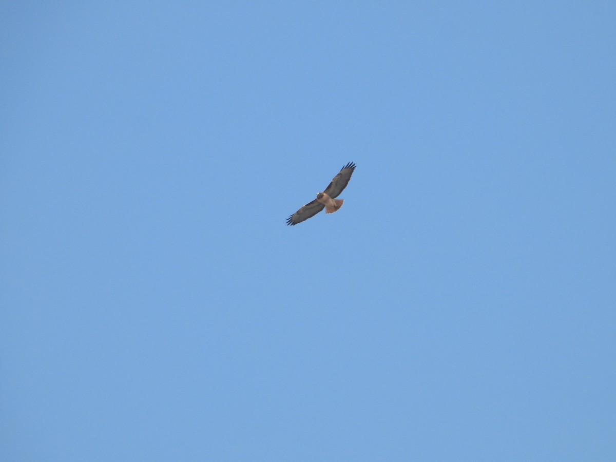 Red-tailed Hawk - ML645876509