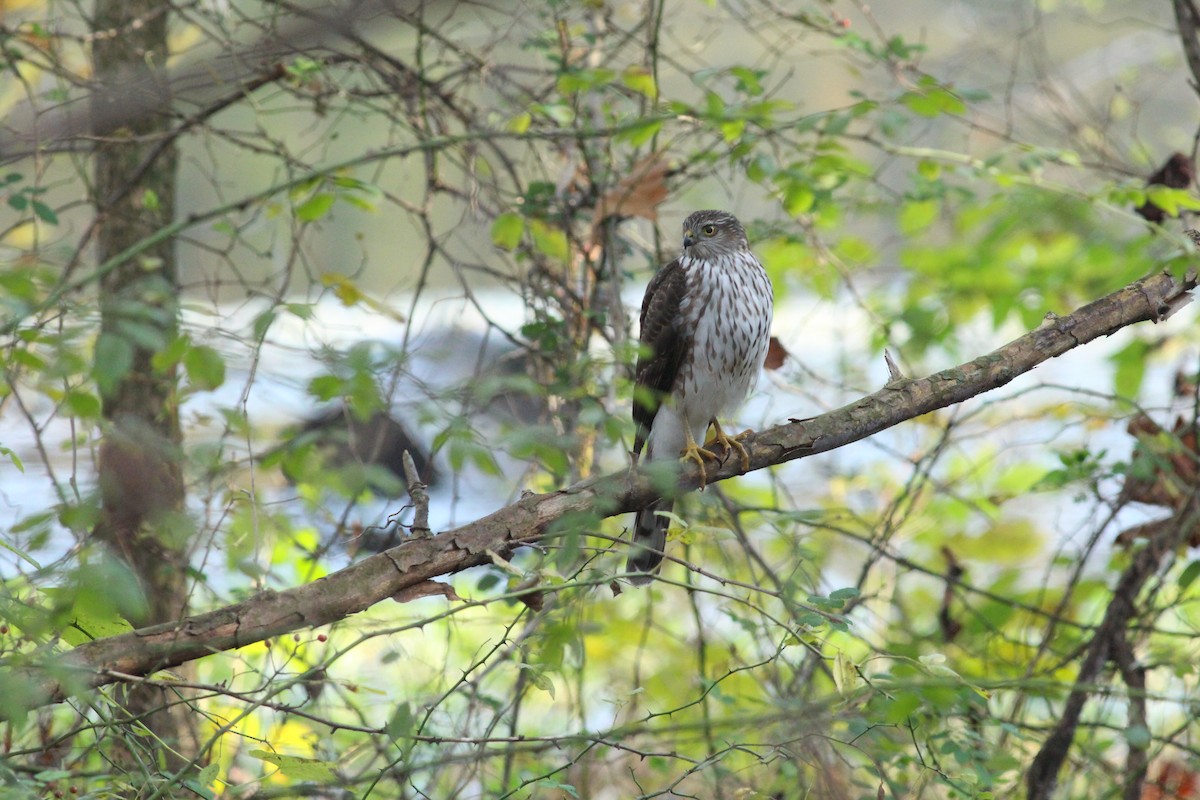 Cooper's Hawk - ML645876510