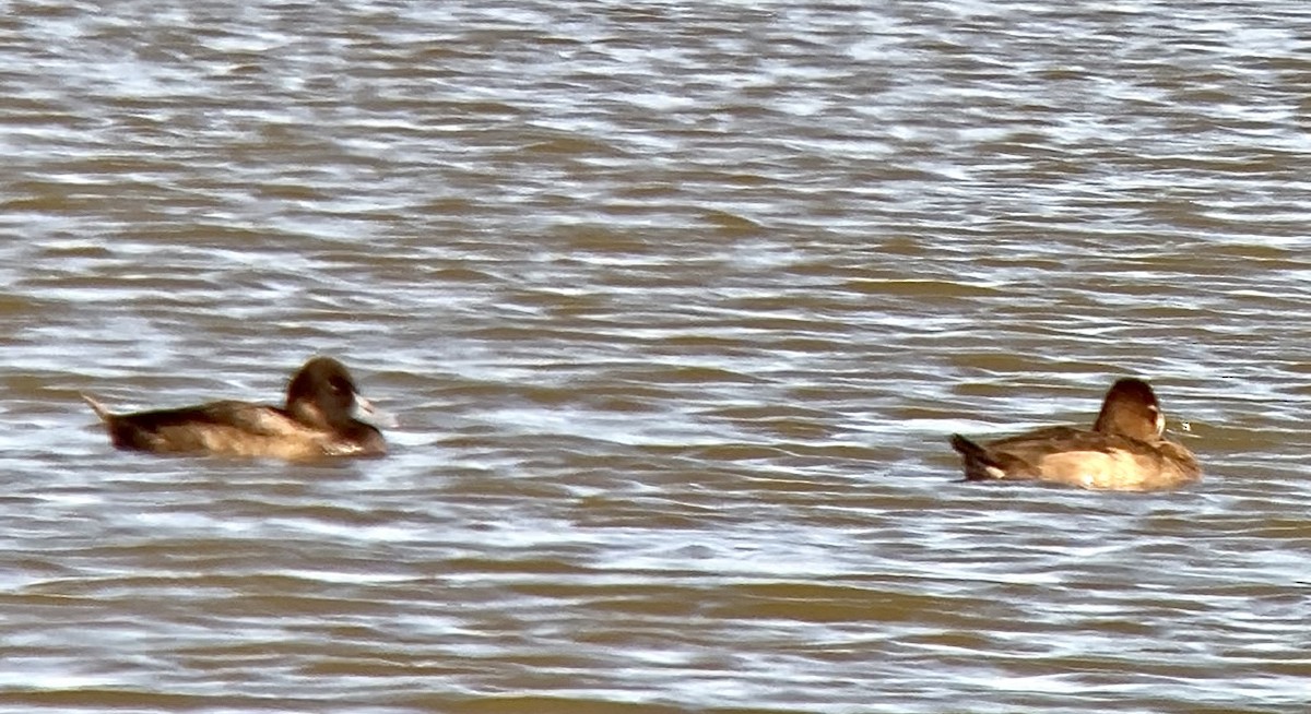 Lesser Scaup - ML645876511