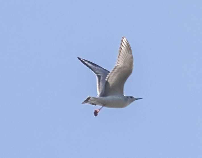Bonaparte's Gull - ML645876514