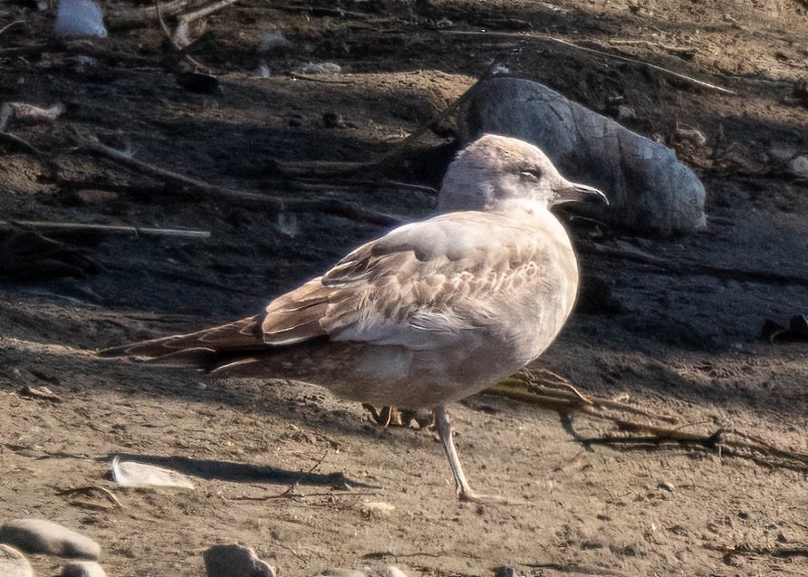 Short-billed Gull - ML645876516