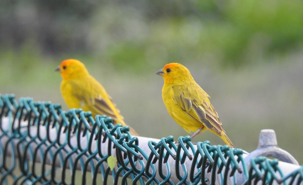Saffron Finch - ML645876518