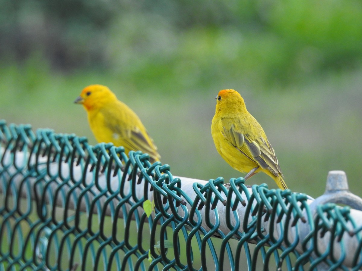 Saffron Finch - ML645876519