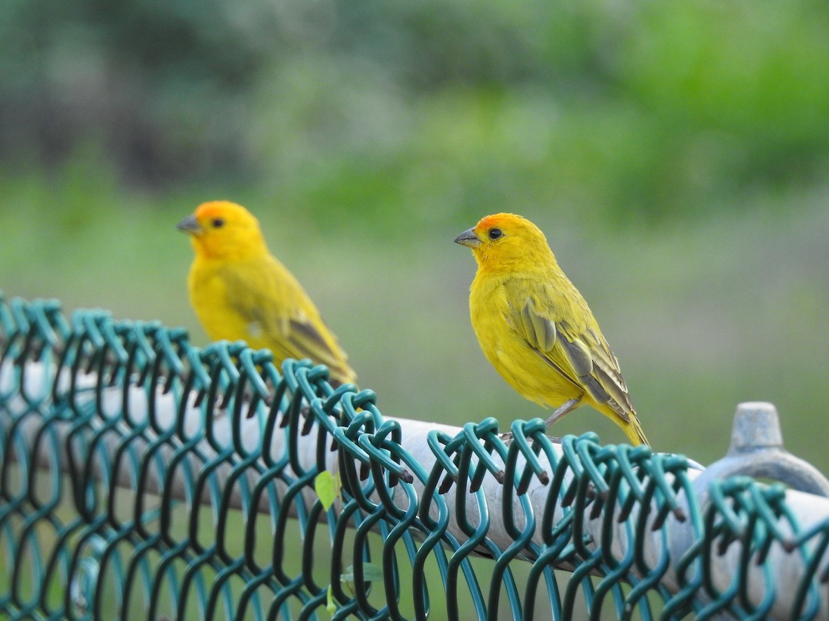 Saffron Finch - ML645876520