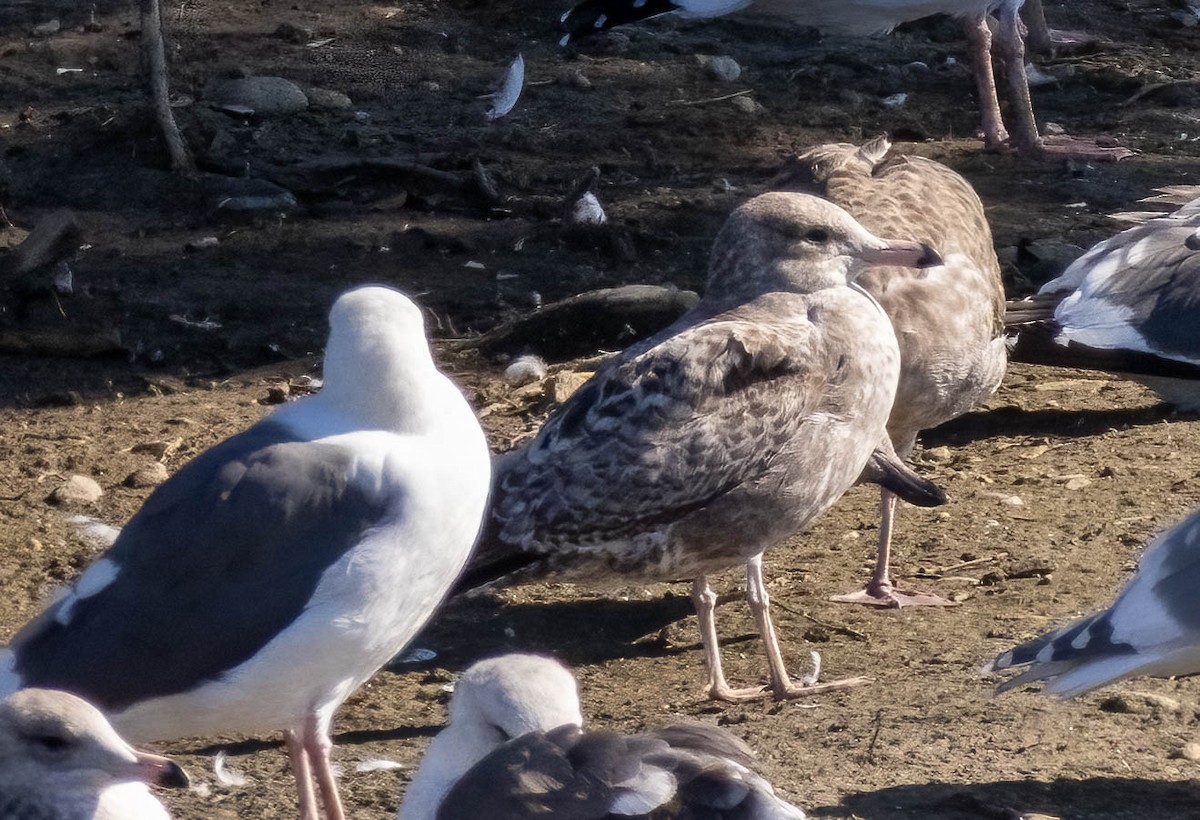 Ring-billed Gull - ML645876521