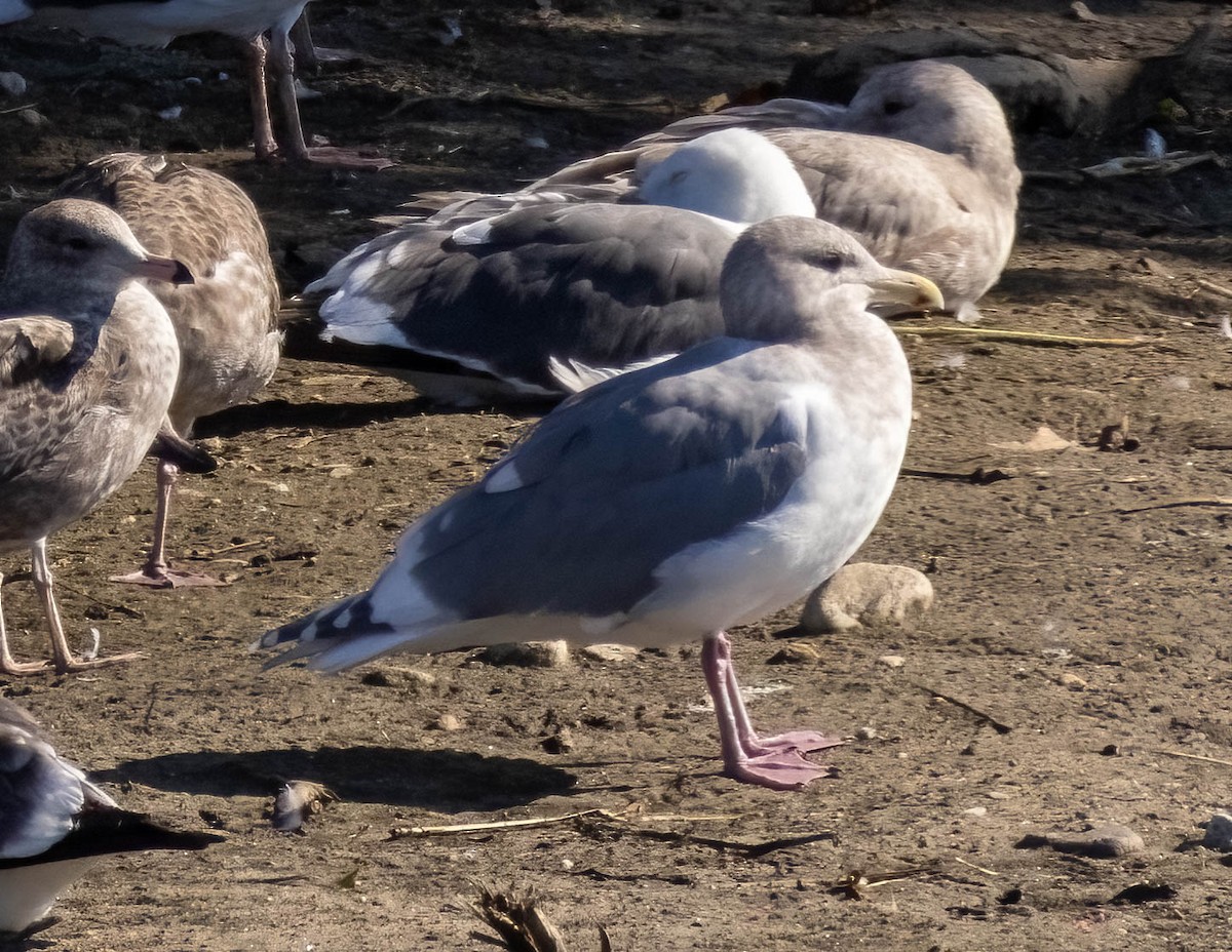 Glaucous-winged Gull - ML645876522
