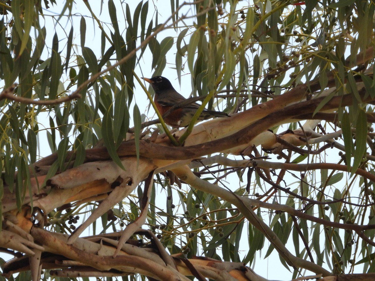 American Robin - ML645876523