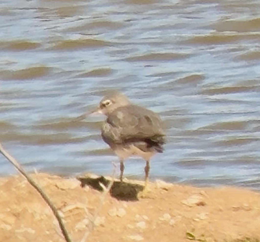 Wandering Tattler - ML645876524