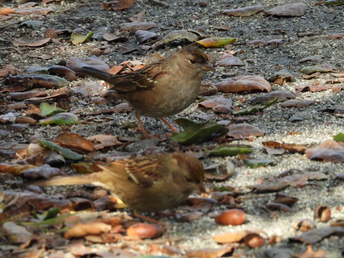 Golden-crowned Sparrow - ML645876525
