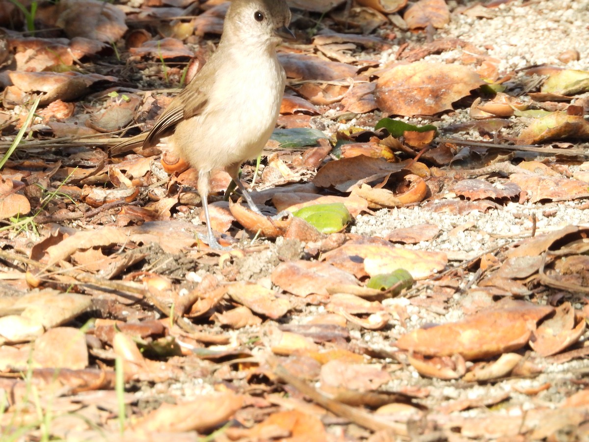 Oak Titmouse - ML645876528