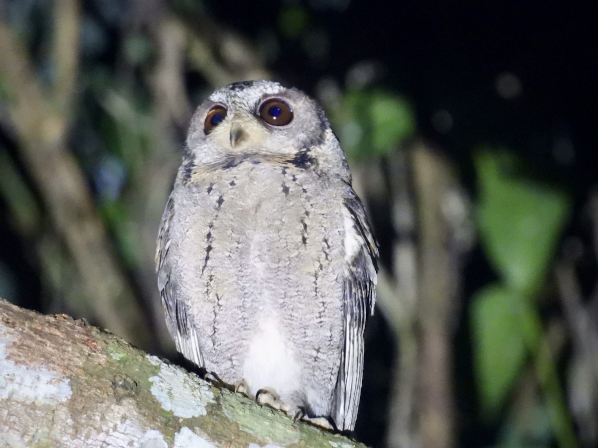Collared Scops-Owl - ML645876530