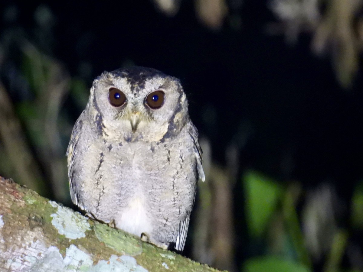 Collared Scops-Owl - ML645876531