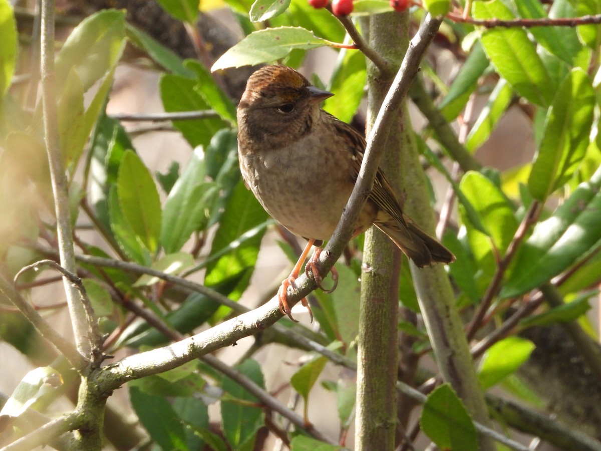 Golden-crowned Sparrow - ML645876533