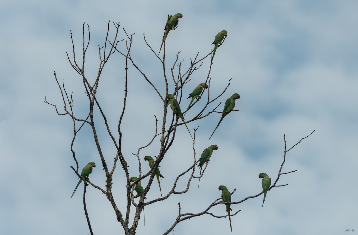 Alexandrine Parakeet - ML645876535