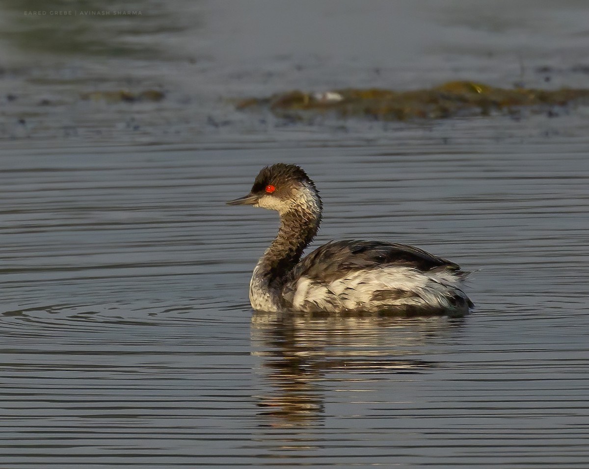 Schwarzhalstaucher - ML645876548