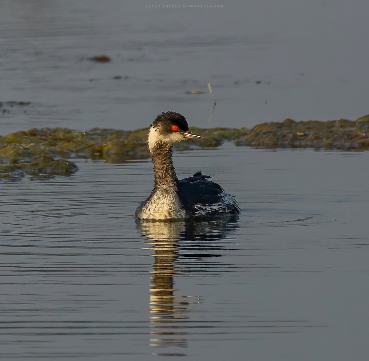 Schwarzhalstaucher - ML645876549