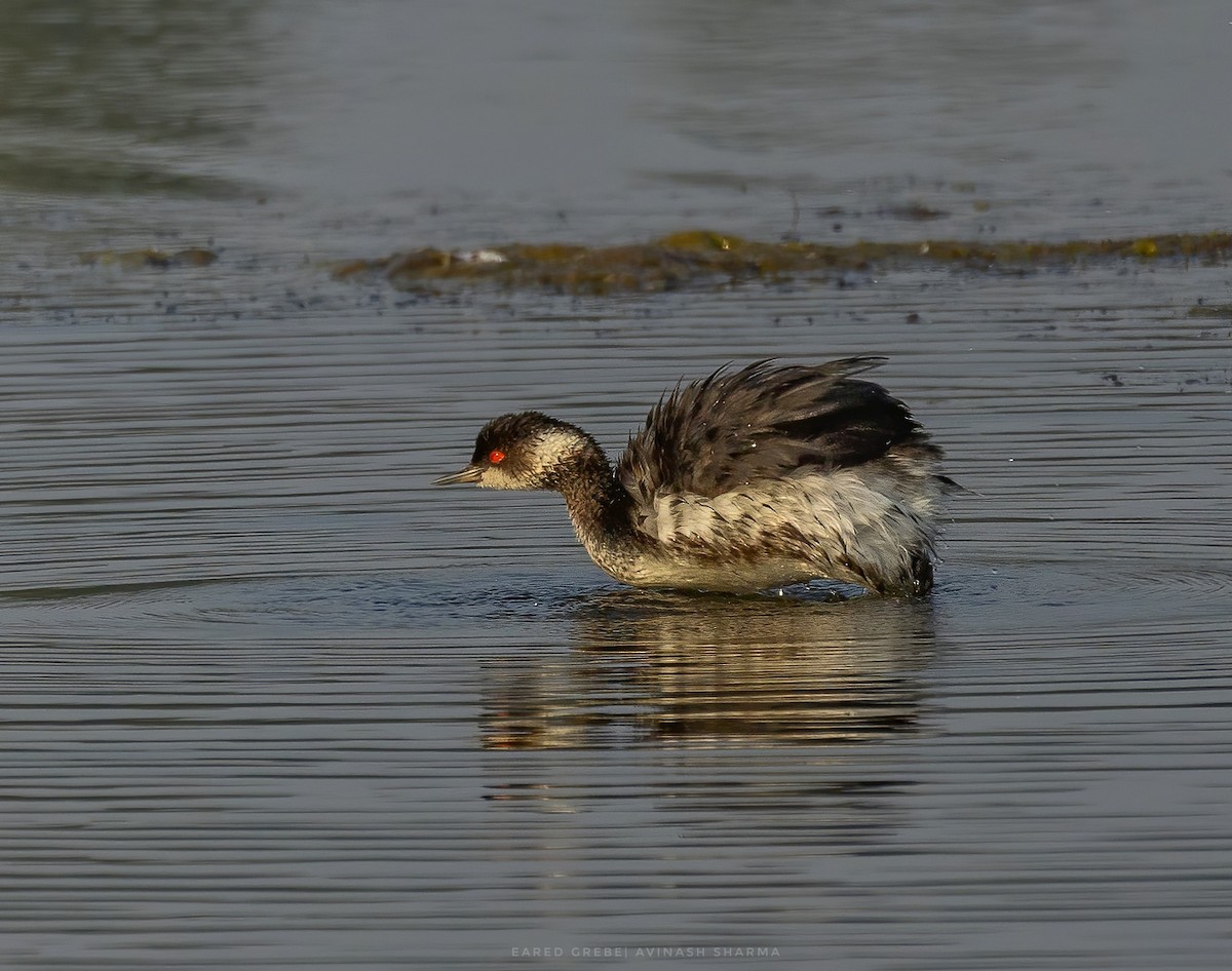 Schwarzhalstaucher - ML645876550