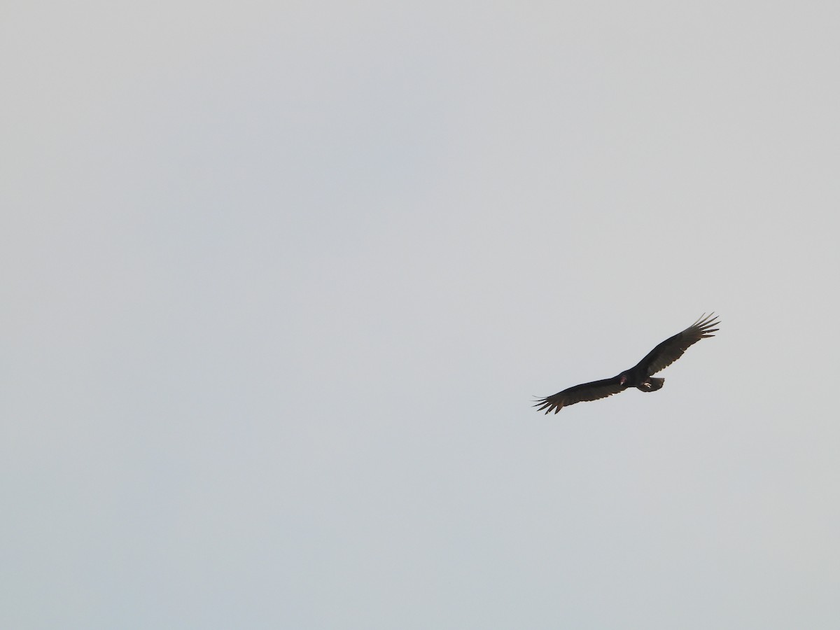 Turkey Vulture - ML645876552