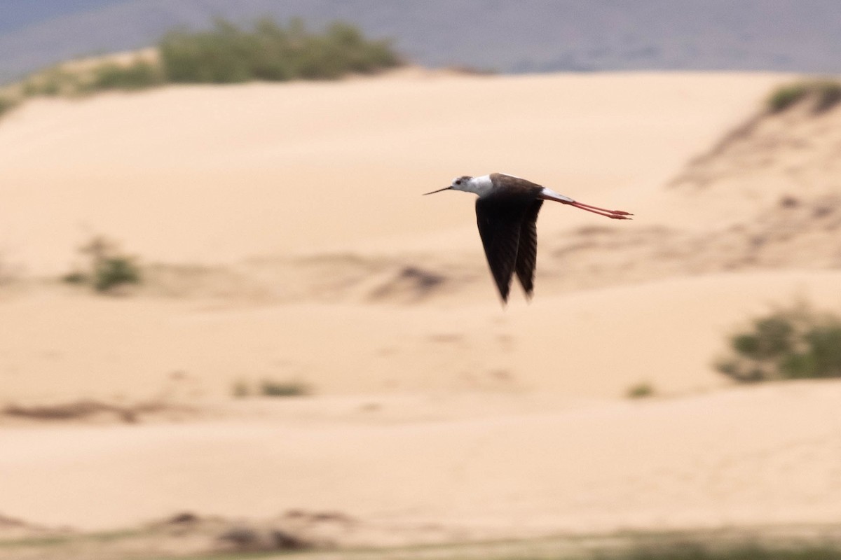 Zankaluze eurasiarra - ML645876555