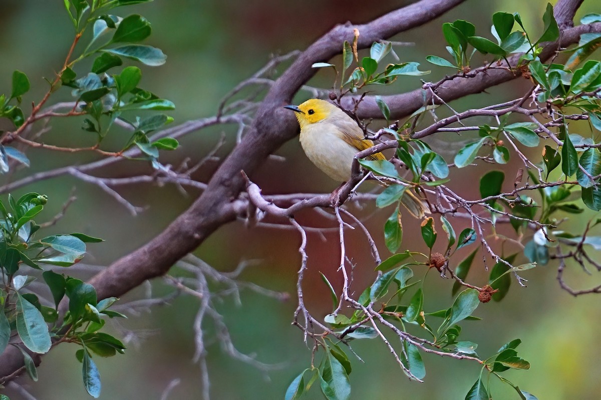 White-plumed Honeyeater - ML645876573