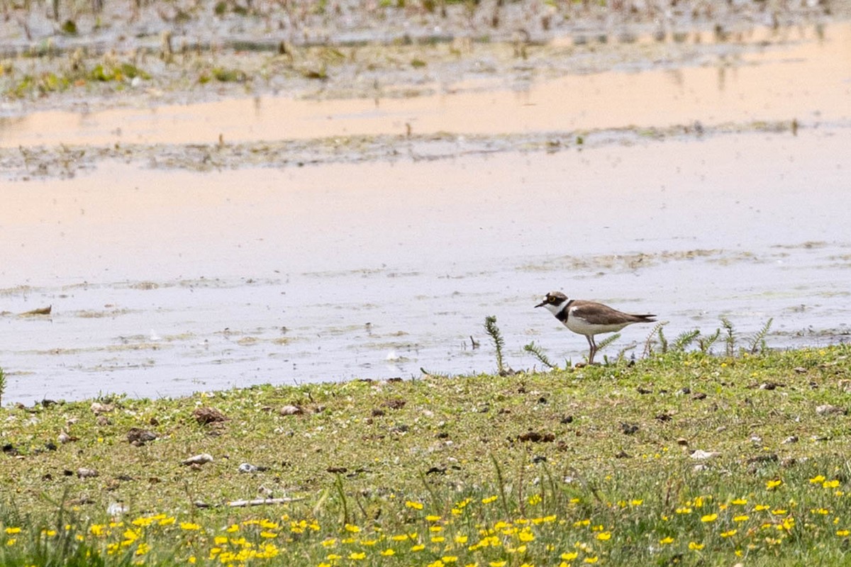 Little Ringed Plover - ML645876575