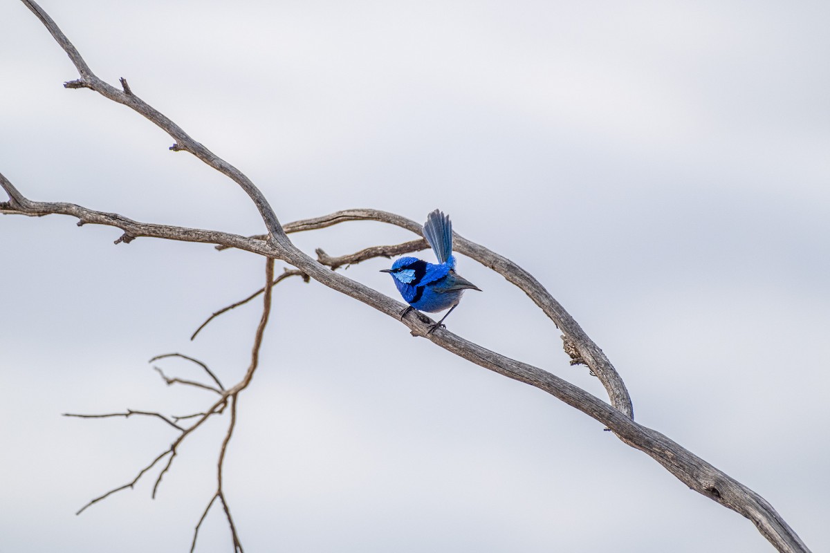 Splendid Fairywren - ML645876576