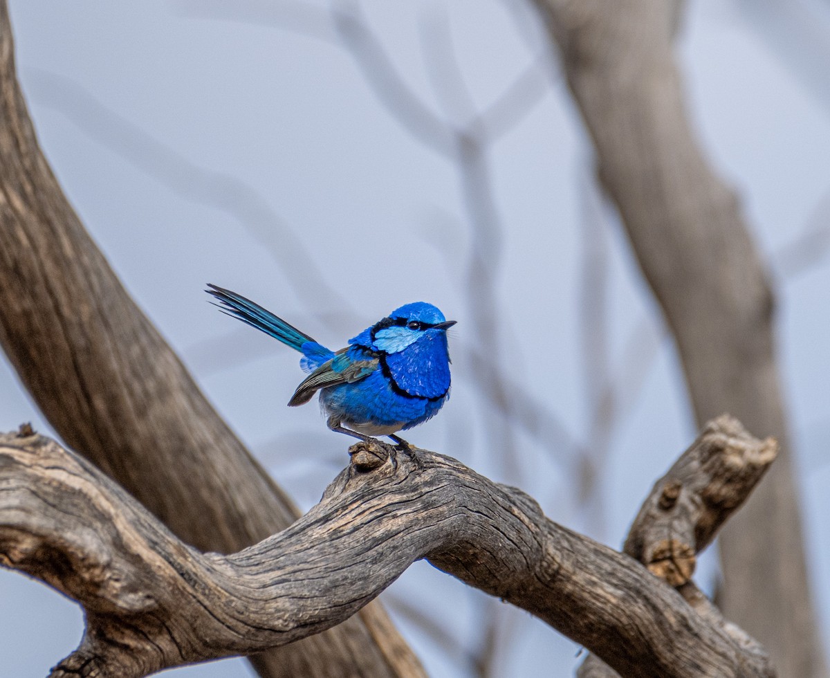 Splendid Fairywren - ML645876577