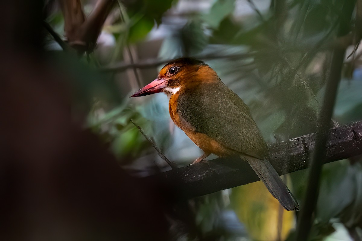 チャバラショウビン（capucinus） - ML645876581