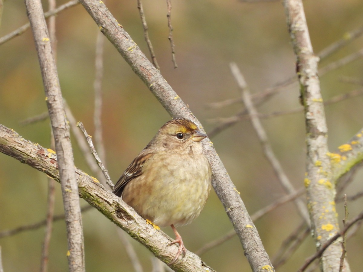 キガシラシトド - ML645876584