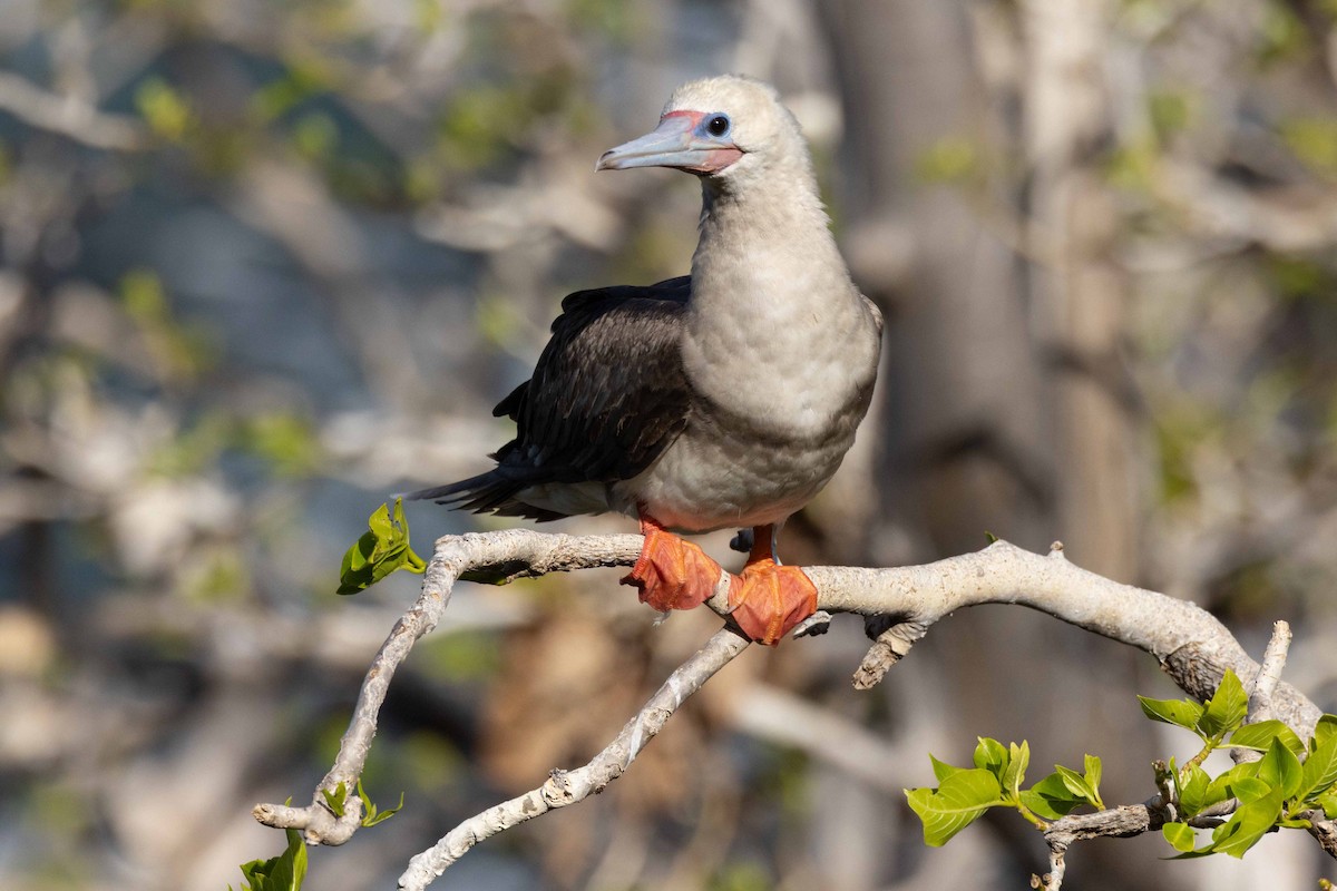 アカアシカツオドリ - ML645876590