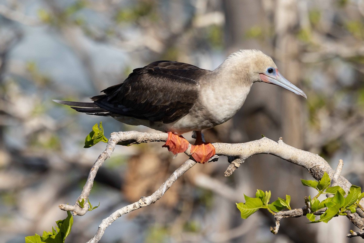 アカアシカツオドリ - ML645876591